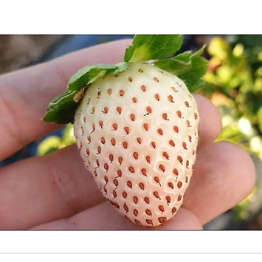10 biji benih bibit Strawberry korea jumbo