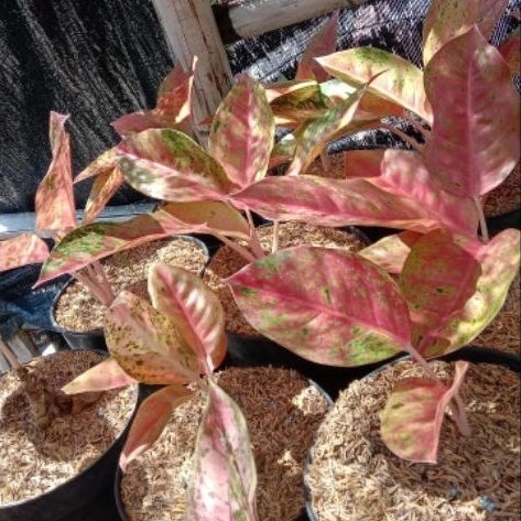 Aglaonema Big Roy