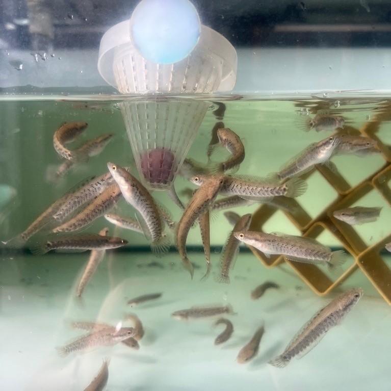 Channa blue pulchra