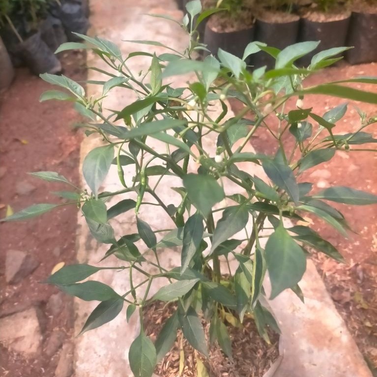 tanaman hias pohon cabe rawit