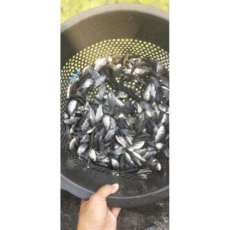 bibit ikan mujair ukuran 3/4