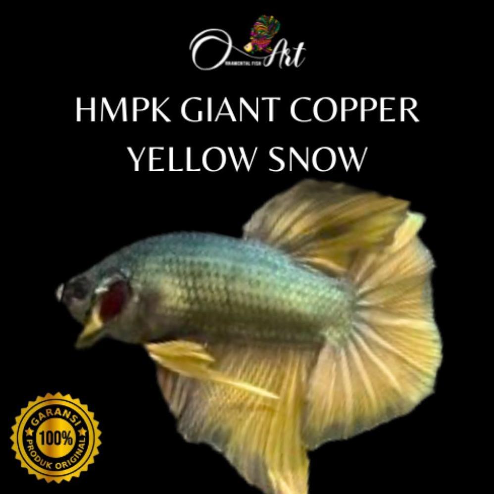 [JENA] Hmpk Giant Copper Yellow Snow Jantan Random Hiasan Aquarium Dekorasi