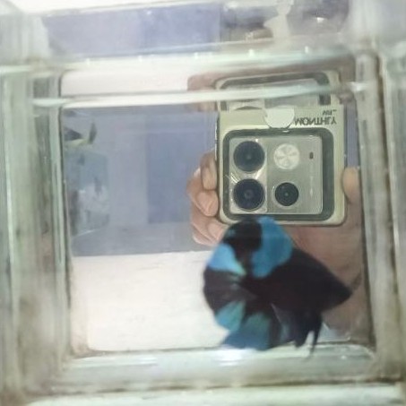 ikan cupang plakat avatar BBL