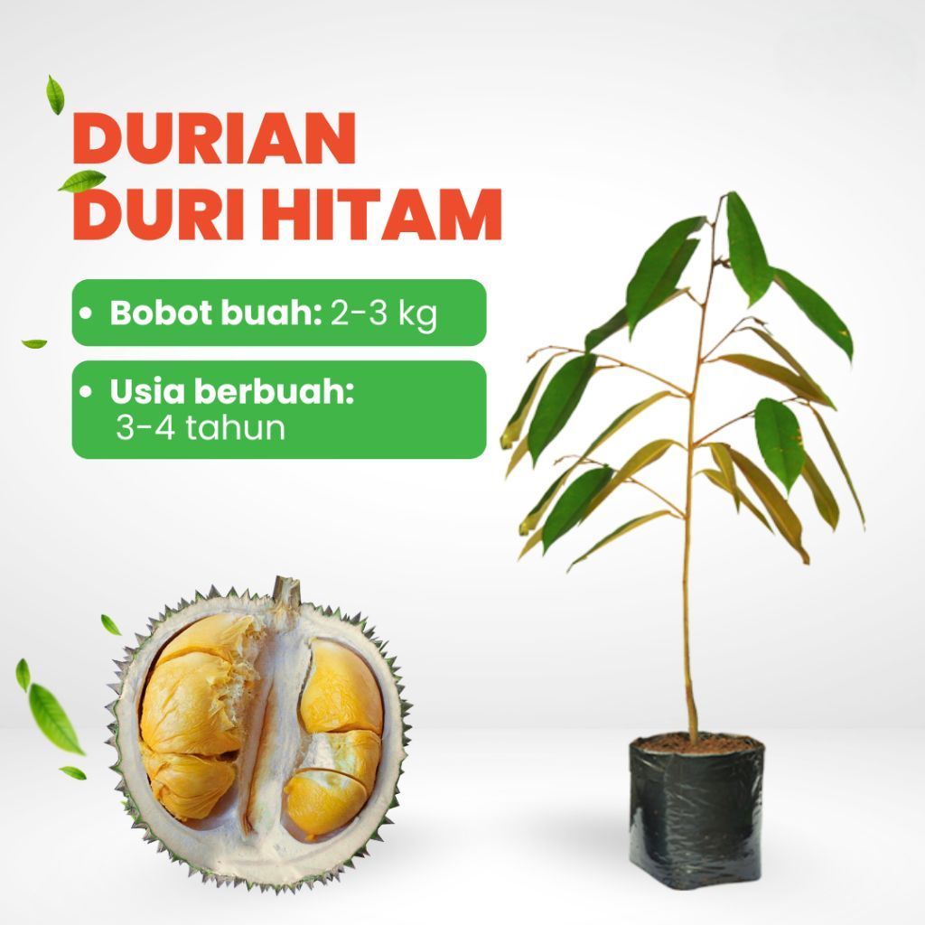 Bibit Durian Duri Hitam - Durian Oche Okulasi