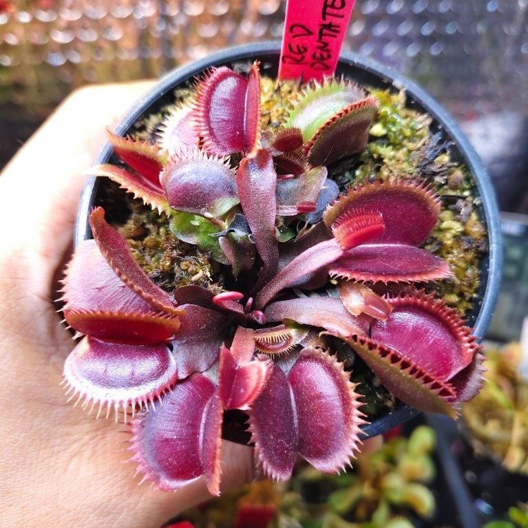 VFT Red Dentate