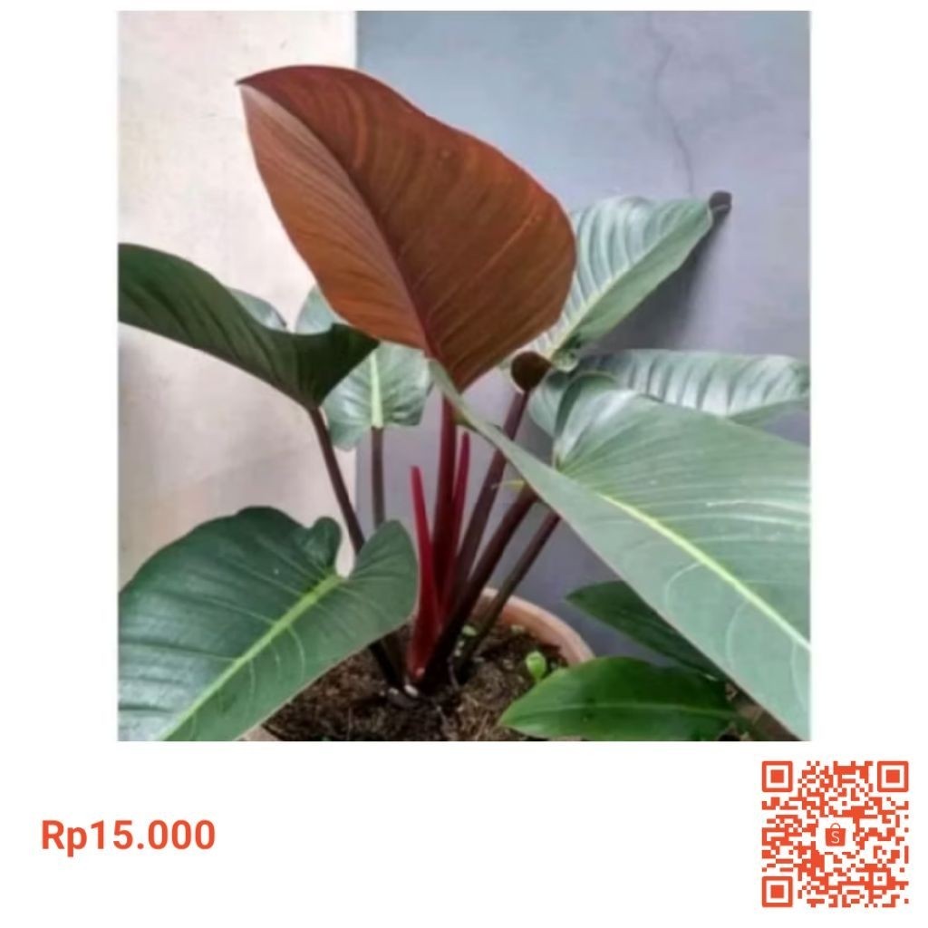 Philodendron Red Congo Congo Rojo Compact Mini