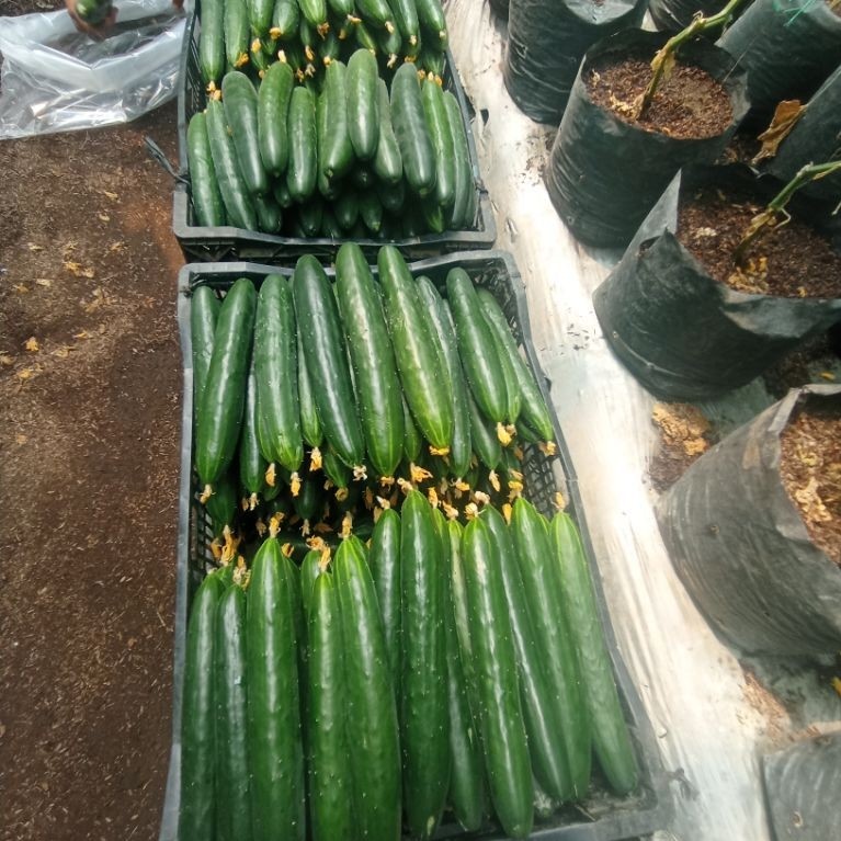 Timun Jepang Kiuri Fresh Dari Lembang pusat Sayuran