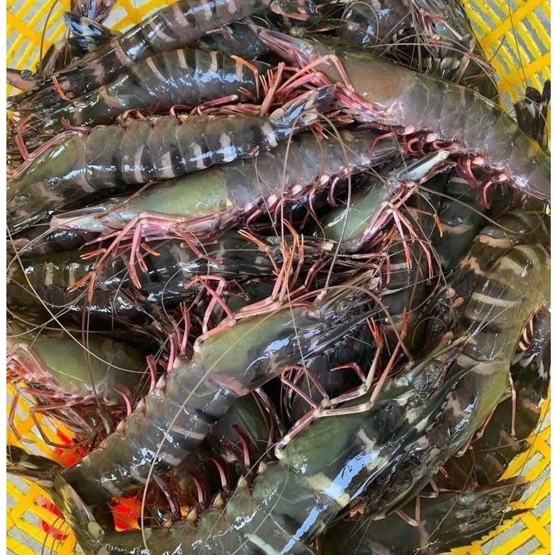 Udang Windu Jumbo Segar 500gr | Udang Fresh Seafood | Frozen