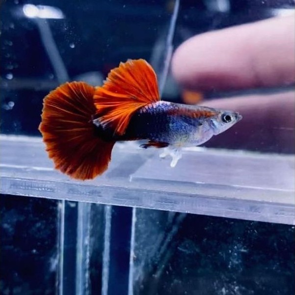 hiasan aquarium gpy hb red rosetail