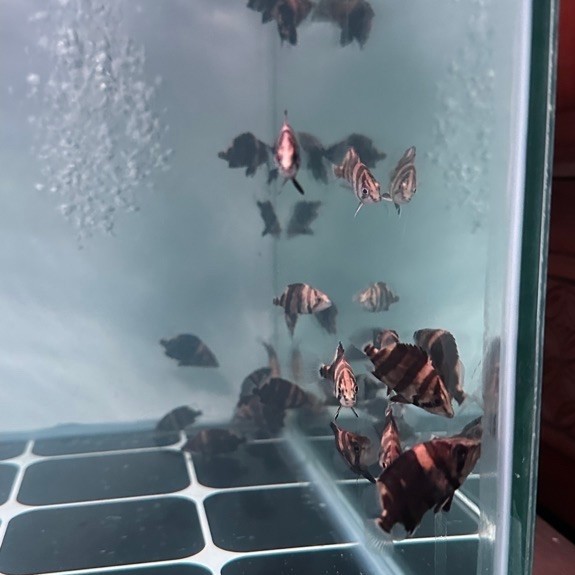 mainan ikan datz 5-6 cm, mix bar