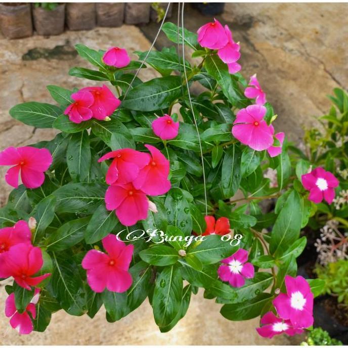 Promo Tanaman hias gantung bunga vinca mix colour Diskon