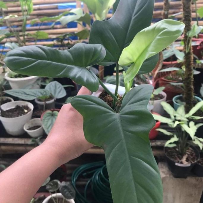 Promo Tanaman hias philodendron Violin - philodendron violin silver - violin Diskon