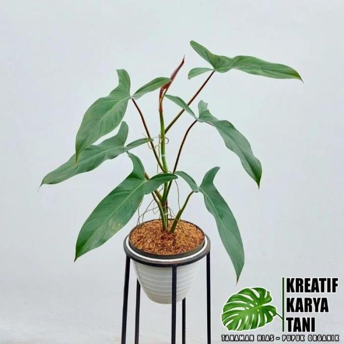 Promo Tanaman hias philodendron mexicanum - Philodendron mexicanum Diskon