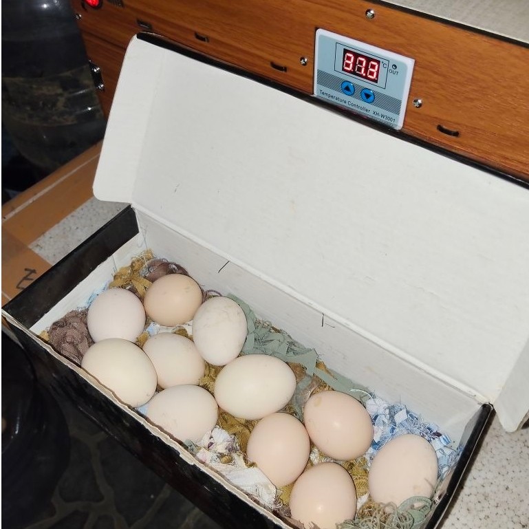 Telur ayam kampung KUB 2 & Elba fertil