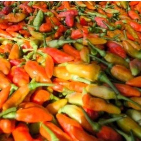 cabe tiung fresh