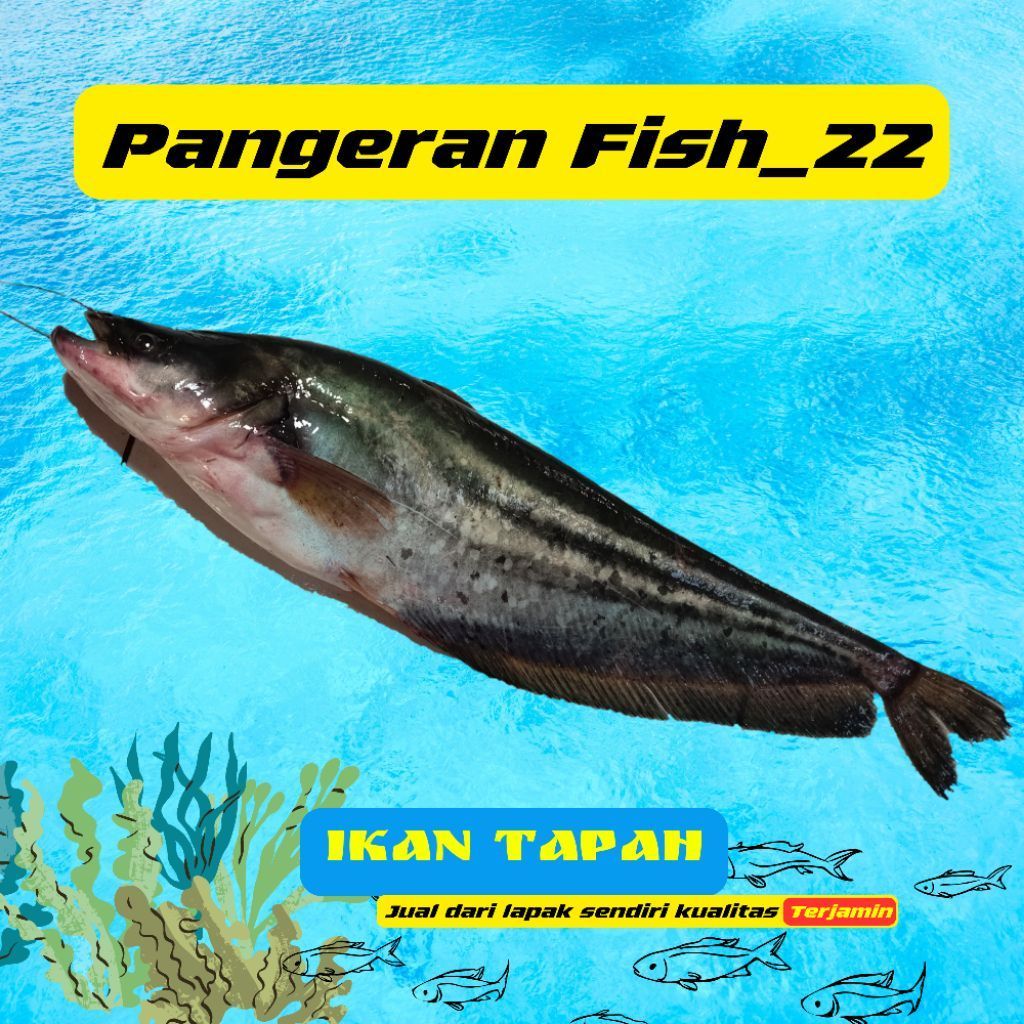 Ikan Tapah Fresh - Palembang