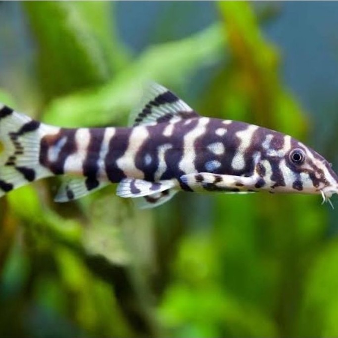 ikan hias botia india