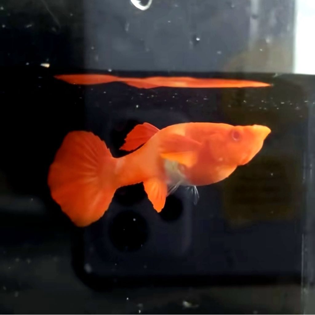 Hiasan Aquarium - Indukan ikan Guppy Albino Koi Red Ear