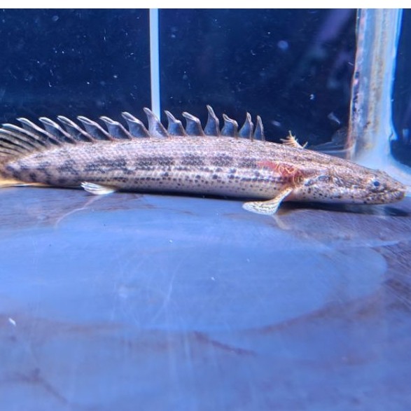 Palmas Hybrid Ansorgi WC x PBB CB 14,5cm Minus Fin Atas Kurang Rapih
