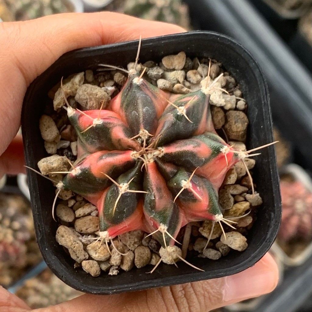 O61 Gymno Miha Hybrid Var (pink orange kaktus gymnocalycium mihanovichii varigata kaktus belajar tan