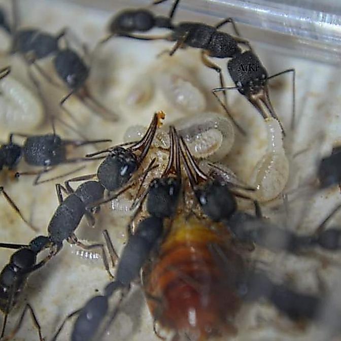Harpegnathos venator / Colony Ant / Ratu semut FERTILE - Colony semut