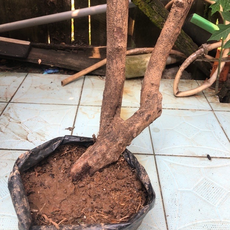 Bahan Bonsai Ileng Ileng Besar
