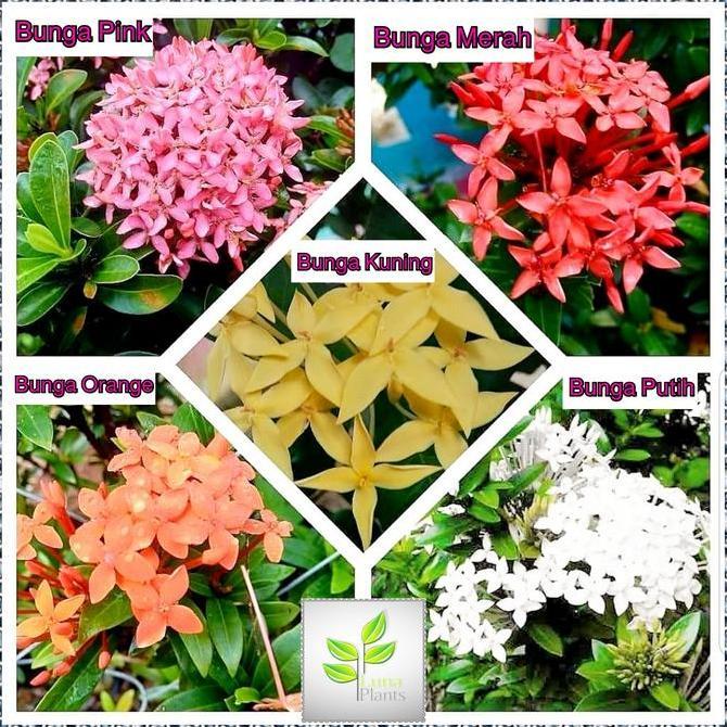 New- Paket 5 Bunga Asoka Madu - Tanaman Hias Bunga Asoka