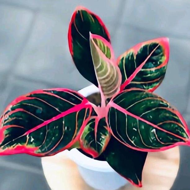 (Good) Bibit Tanaman Hias Aglaonema Kanza