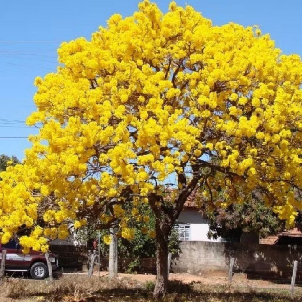 Pohon tabebuya rosea / Pohon tabebuya kuning