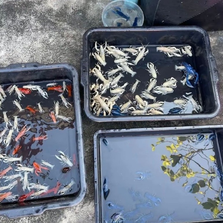 Lobster Hias aquarium