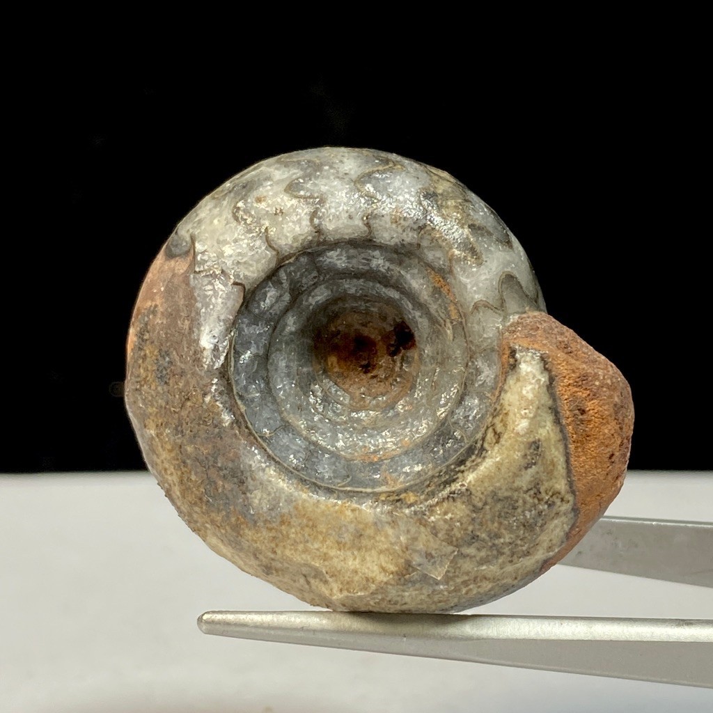 33Gr Fosil Ammonite - Natural Ammonite Perfect Calcite - Crystal Healing