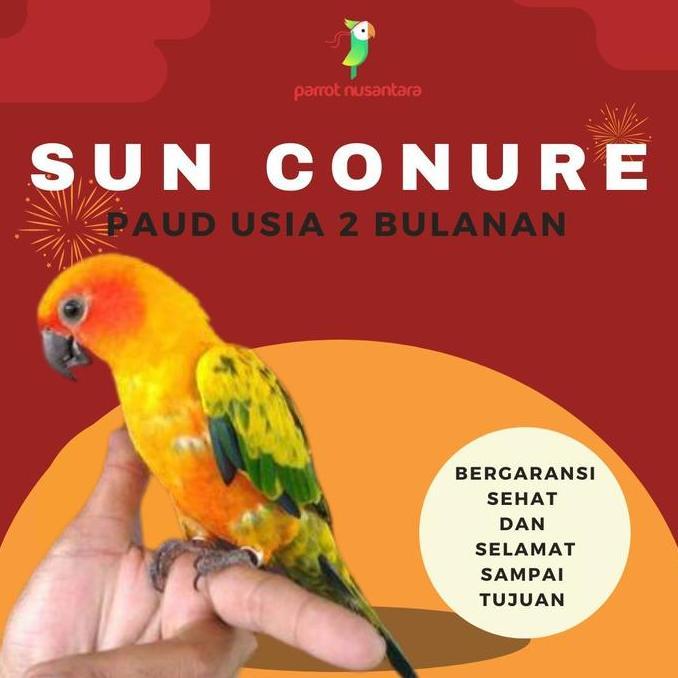 burung sun conure usia 2 bulanan jinak high yellow