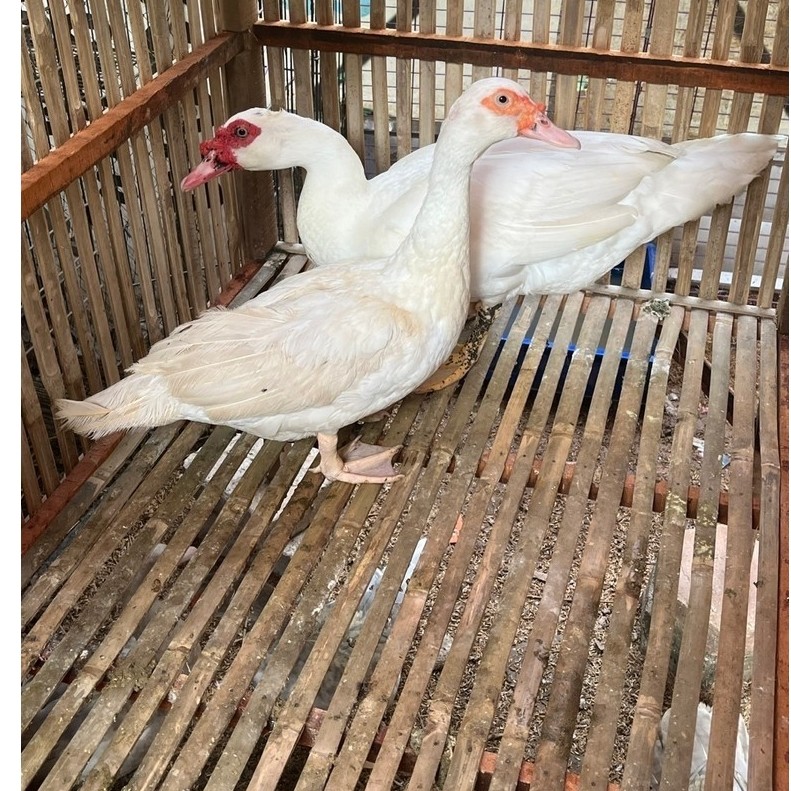 Entok Jumbo Asli Blitar Jaminan Ori Dewasa