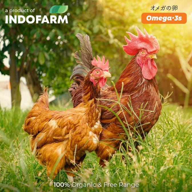 Indorasa- Telur Omega 3 Organik - Indofarm Smart Eggs