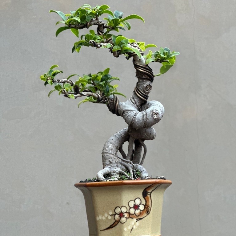 Bonsai Ficus Elegan,siap pajang