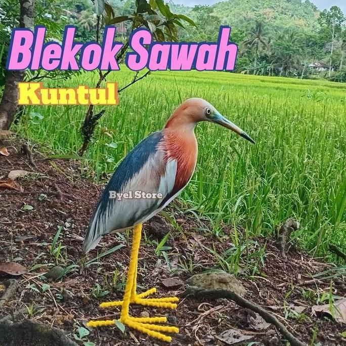 (Best) Patung burung Blekok Sawah / Kuntul