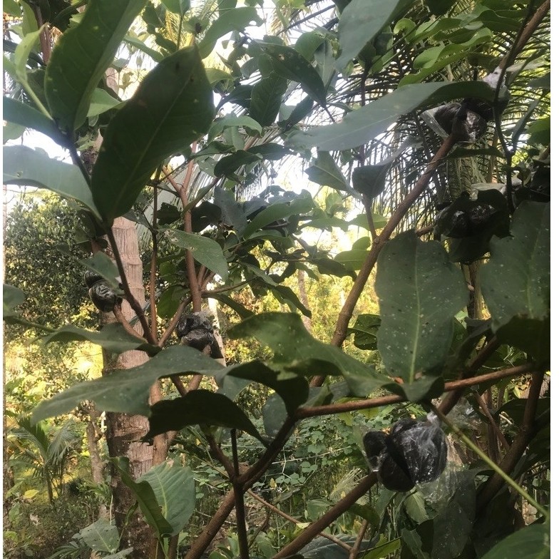 Bibit jambu citra cangkok