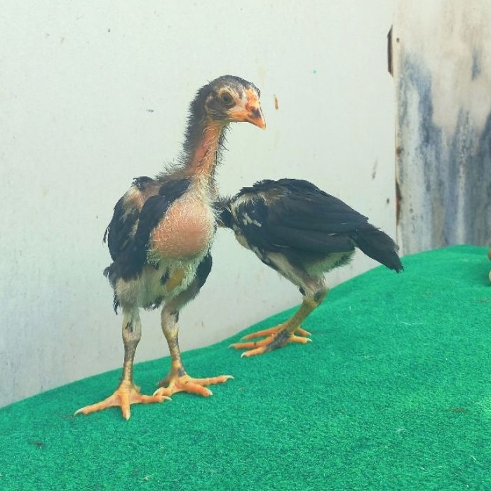 Pakoy 1 bulan trah Drumban