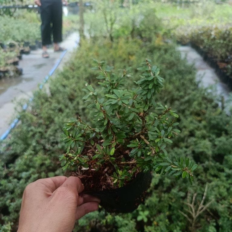 Saeng Simbur Micro Vietnam