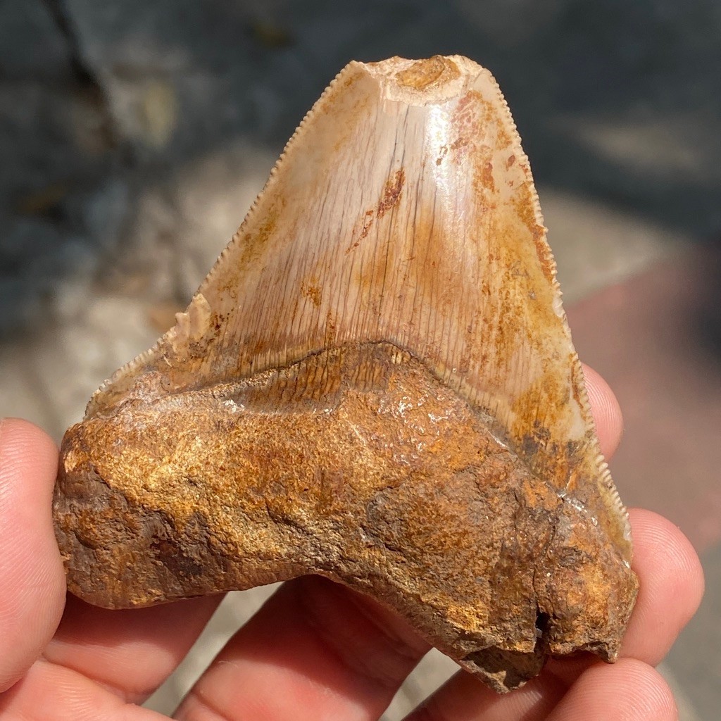 Gigi Hiu fosil batu - Fosil Gigi - Hiu Shark Tooth