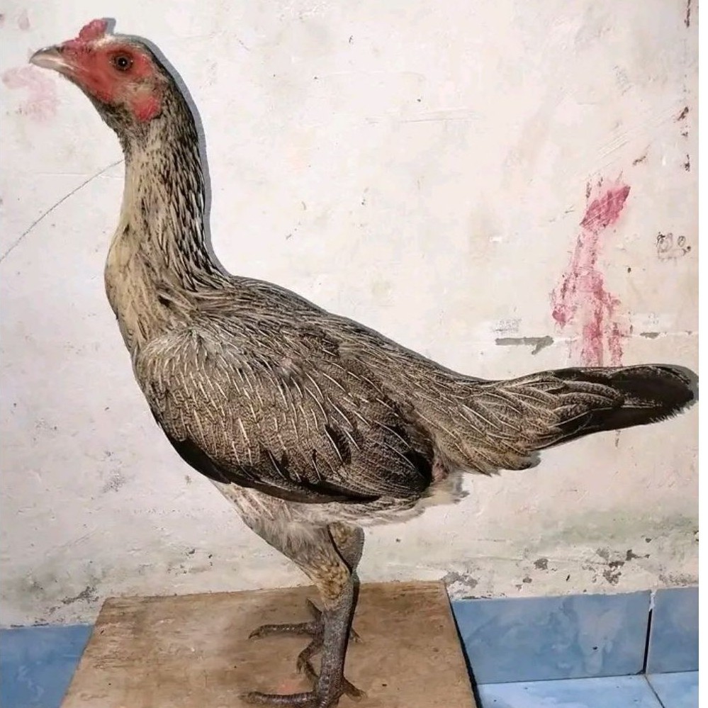 betina pama IQ mulai bertelur