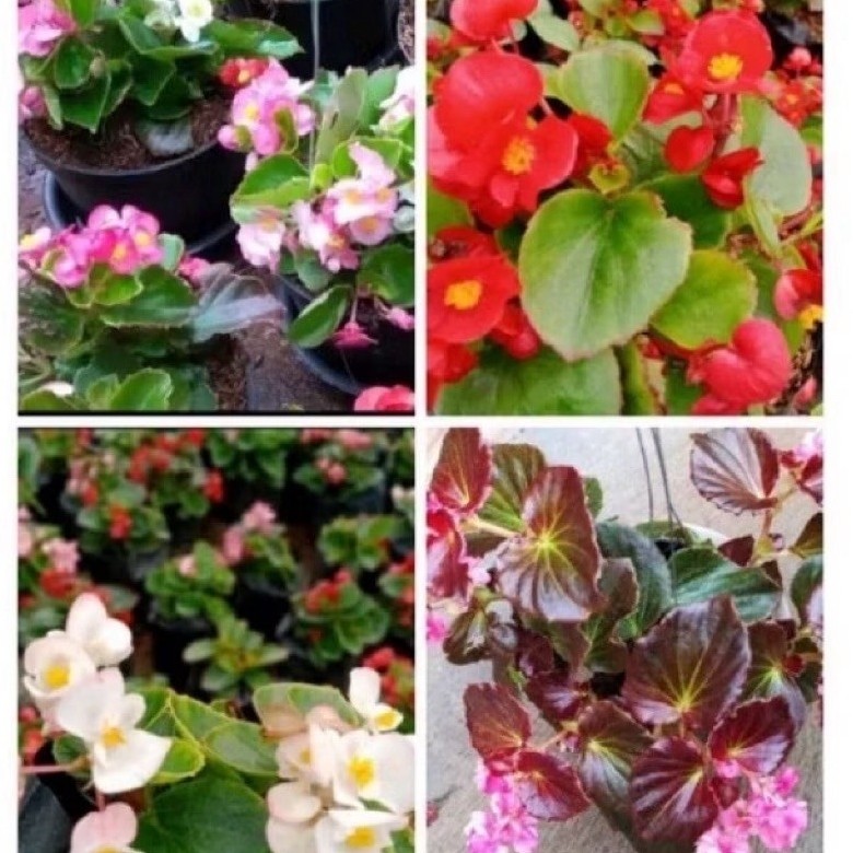 Paket Hemat 4 Jenis Begonia Bunga Idah Pink Merah Putih Daun Merah Rumah Taman