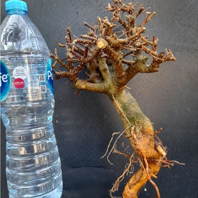Bahan Bonsai Sianci Gaya Formal Programan Akar Percabangan sudah ada Size Medium Real Pict