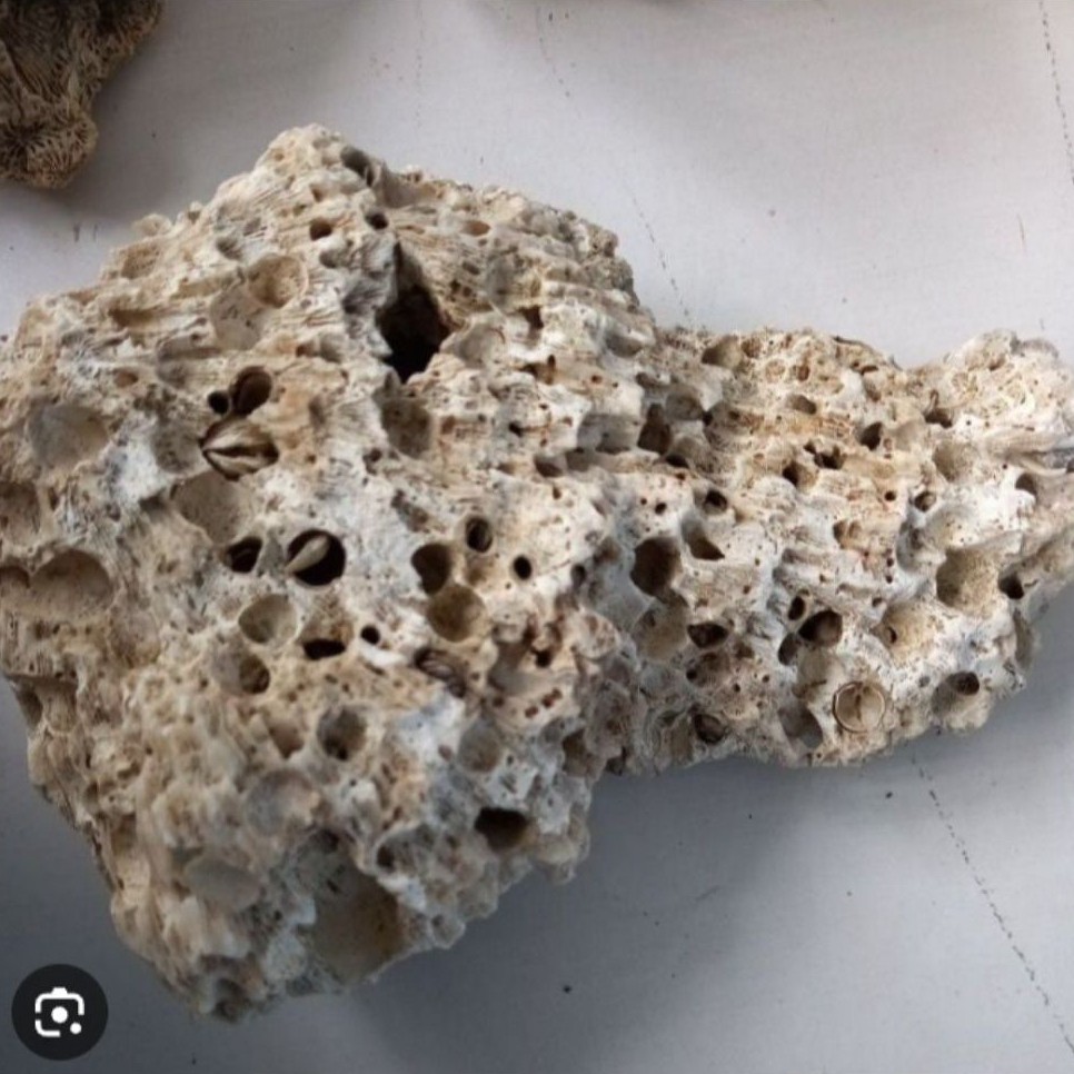 BATU KARANG LAUT ASLI