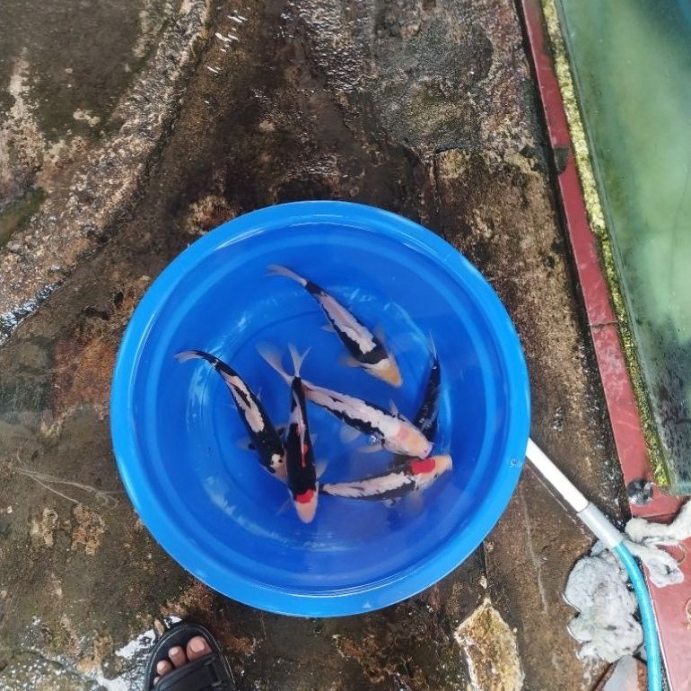Benikumon & kumonryu  - 27-32 cm. Ikan Koi Blitar HQ - Koi Blitar - Ikan Koi