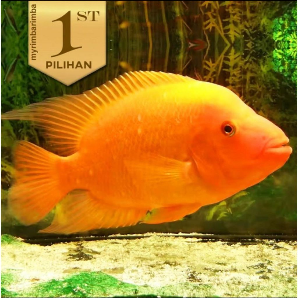Paket Baby( Isi 5)Red Devil Cichlid Ikan Hias Predator Hiasan Aquarium Tanaman Aquascape -