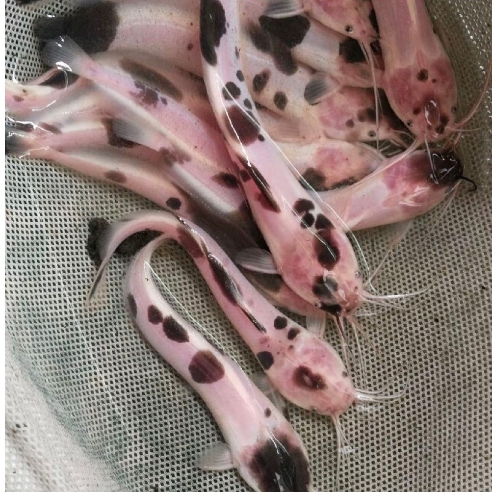 IKAN LELE SAPI /LELE ALBINO