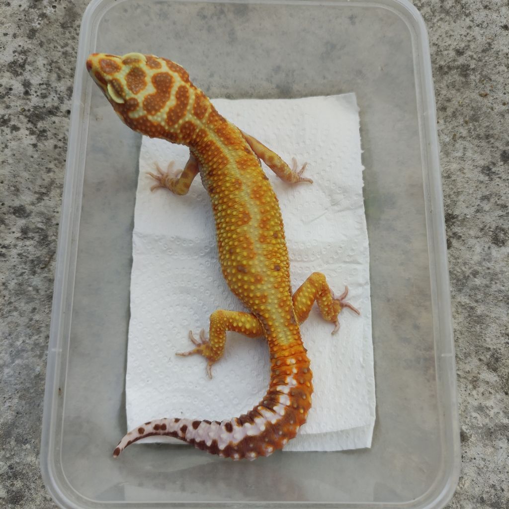 MAINAN ANAK GECKO DEWASA APTOR RS_MALE