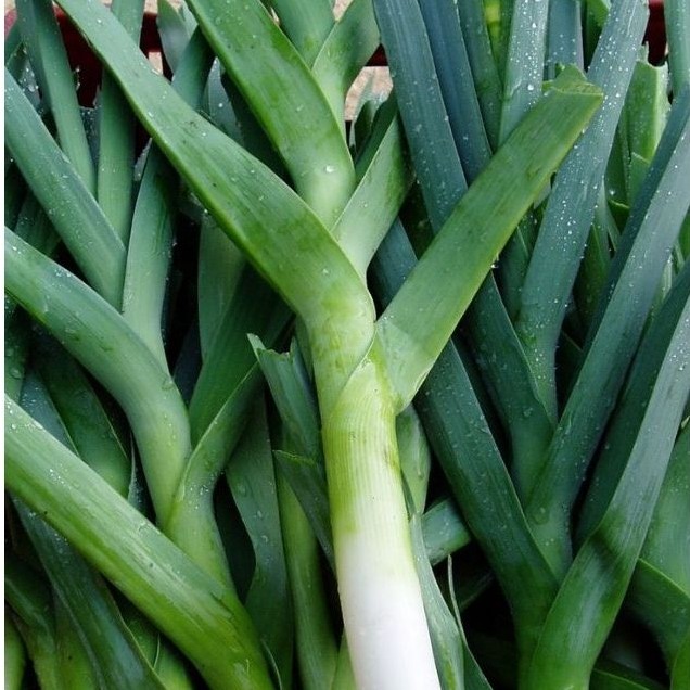 20 BIJI BENIH DAUN BAWANG PREI