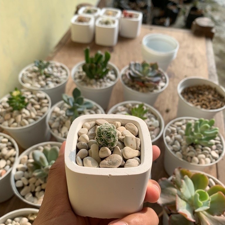 kaktus klepon + pot gipsum kotak + batu hias